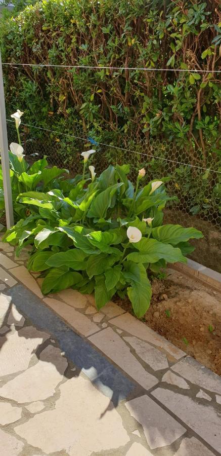 ראב Apartments Ivanovski מראה חיצוני תמונה